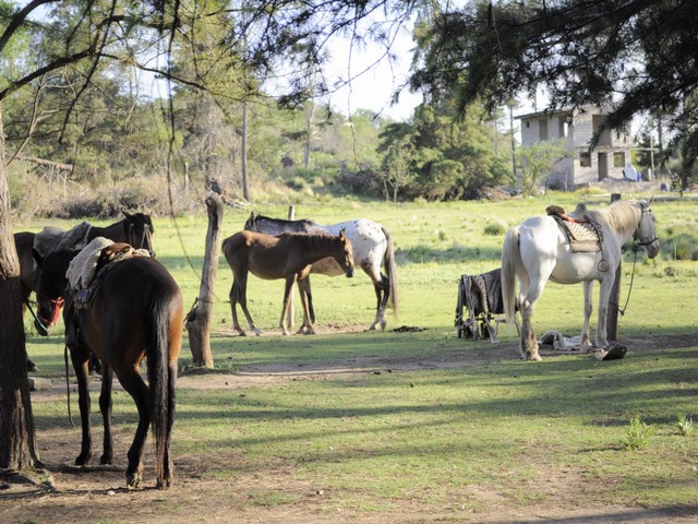 Tribu Serrana 